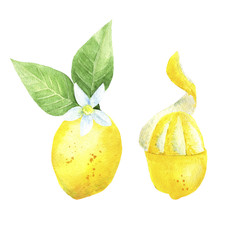 watercolor lemon fruit slice sketch