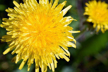 Dandelion (Taraxacum officinale) yellow flower close up