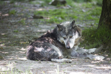 Loup noir couché, debout en sous bois et portrait