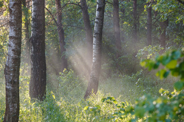 sunset light in the forest