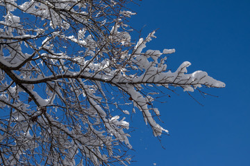 Snow covered branches of a tree