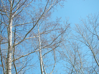 Trees without leaves against the blue sky