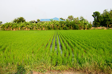Fototapeta na wymiar Green Terraced Rice Field , copy space ,Rice field green grass blue sky cloud cloudy landscape background