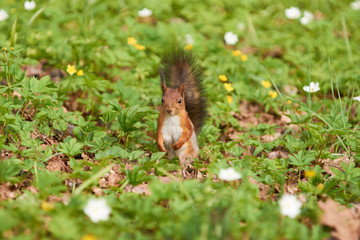Red squirrel sits on back paws iand looks around