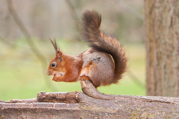 Red squirrel hold a nut and eats it sitting on a trunk of a tree