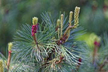 Naklejka na ściany i meble Close-up of blooming cedar. Selective focus and shallow depth of field.