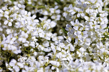 Background of white spring flower