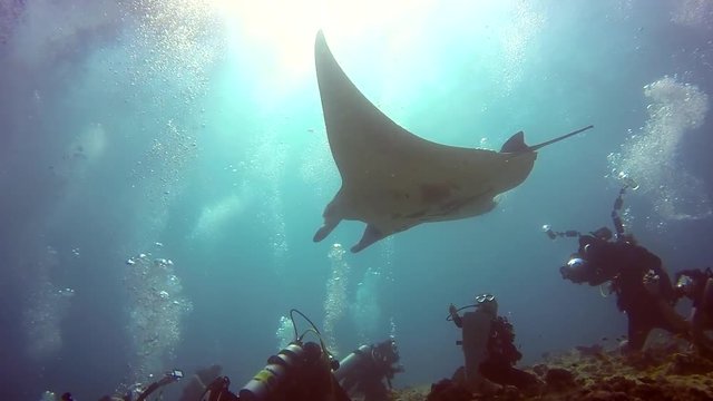Manta ray and divers relax in sun underwater in ocean Maldives. Sea dweller in search of food. Stingray feeds on mollusks and small fish. Amazing and exciting diving in marine life.