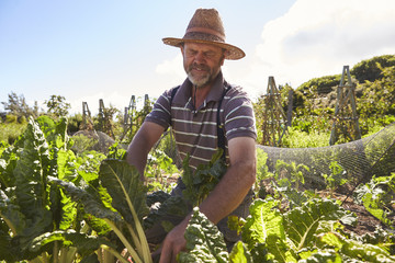 Mature Man Working On Community Allotment