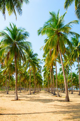 Naklejka na ściany i meble Coconut Palm trees on sandy beach