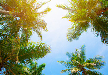 Obraz na płótnie Canvas Coconut tree on the sky background