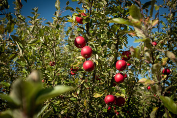 Red delicious Swedish apple hanging on the branches