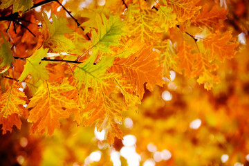 Leaves on the branches in the autumn forest.