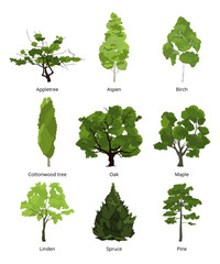 Vector set of green garden trees. Nature illustrations isolate on white - obrazy, fototapety, plakaty
