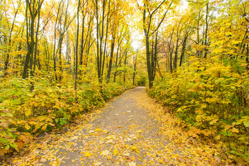 Red and colorful autumn colors in the forest