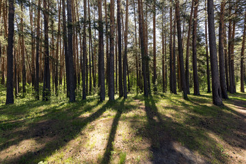 At the edge of a pine forest