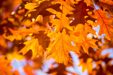 Autumn leaves background