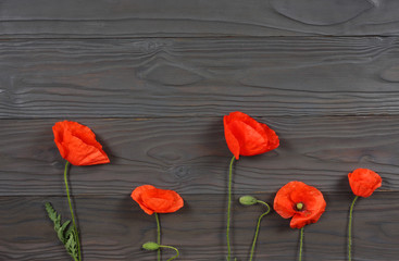 red poppy flowers on dark wood background. top view with copy space