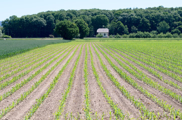 Fototapeta na wymiar Newly planted agricultural crops in a field
