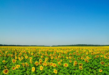 Obraz premium field of sunflowers and blue sun sky