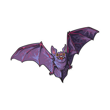 Scary flying Halloween vampire bat, sketch style vector illustration isolated on white background. Hand drawn, sketch style vampire bat flying with wide spread wings, Halloween object
