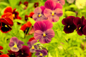 Obraz na płótnie Canvas Pink and purple pansies on a green background.
