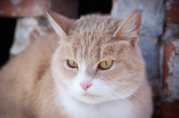 Naklejka premium Street cat sitting