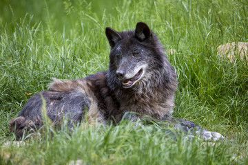 Loup noir couché et debout en sous bois et portrait