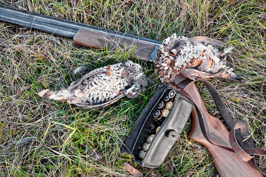 Grouse and rifle on grass