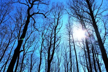 Spring time in russian forest.  Russia. Saint-Petersburg
