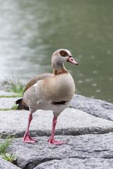 Ente Gans am see im regen