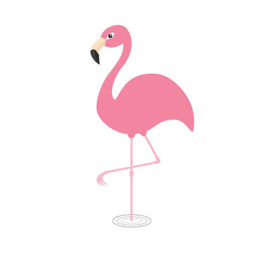 Pink flamingo standing on one leg. Circles on the water. Exotic tropical bird. Zoo animal collection. Cute cartoon character. Decoration element. Flat design. White background. Isolated.