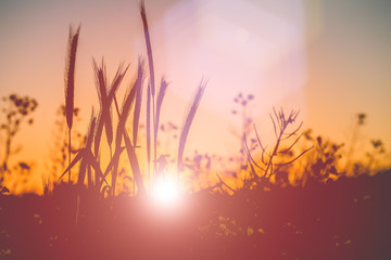 Silhouette of wheat ears during sunset warm light come up through the wheat.