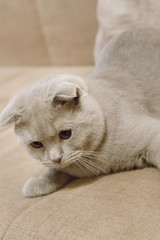 Beautiful British blue lop-eared cat lies on the sofa at home.. Blue Scottish Fold cat. British Shorthair Cat.