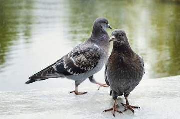 Dove in the park in the rain on a summer day, Close-up, selective focus.