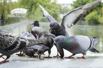 Pigeons eat seeds in the park in the rain.
