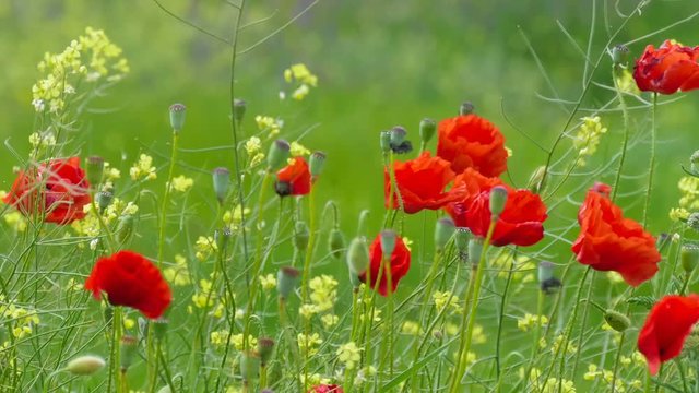 Poppy flowers on green meadow / Poppy flowers in bright sunny windy day