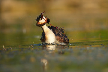 svasso maggiore con alga