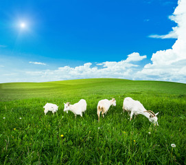 Fototapeta premium Goats pasture green grass meadow