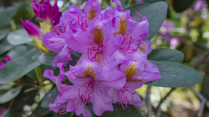 Blooming beautiful Purple rhododendrons in the garden. Macro.