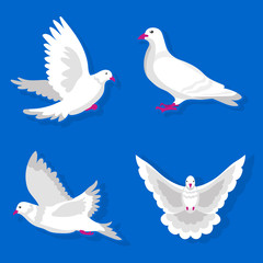 Pigeons or white dove birds flying vector flat isolated icons