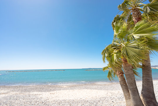 Drei Palmen am Strand mit Freiraum  ( Saint-Laurent-du-Var, Frankreich )