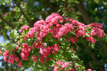 Closeup of a branch of a flowering red Terry hawthorn