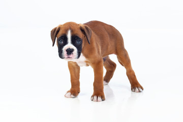 Adorable boxer puppy