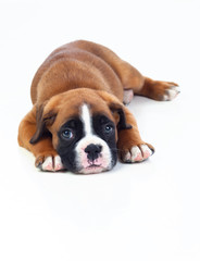 Adorable puppy lying on the floor