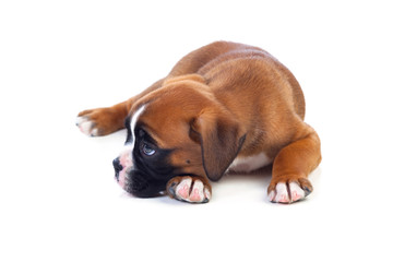 Adorable puppy lying on the floor