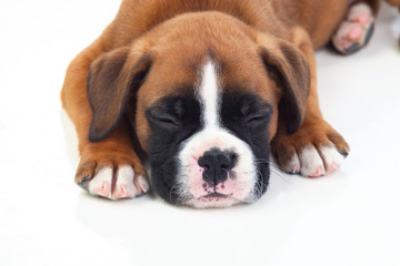 Adorable puppy lying on the floor