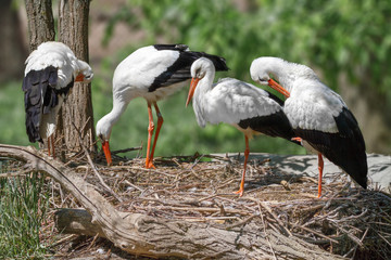 bird a family of storks builds a nest
