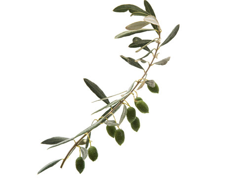 Green olives with leaves
