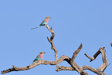 Lilac Breasted Roller
